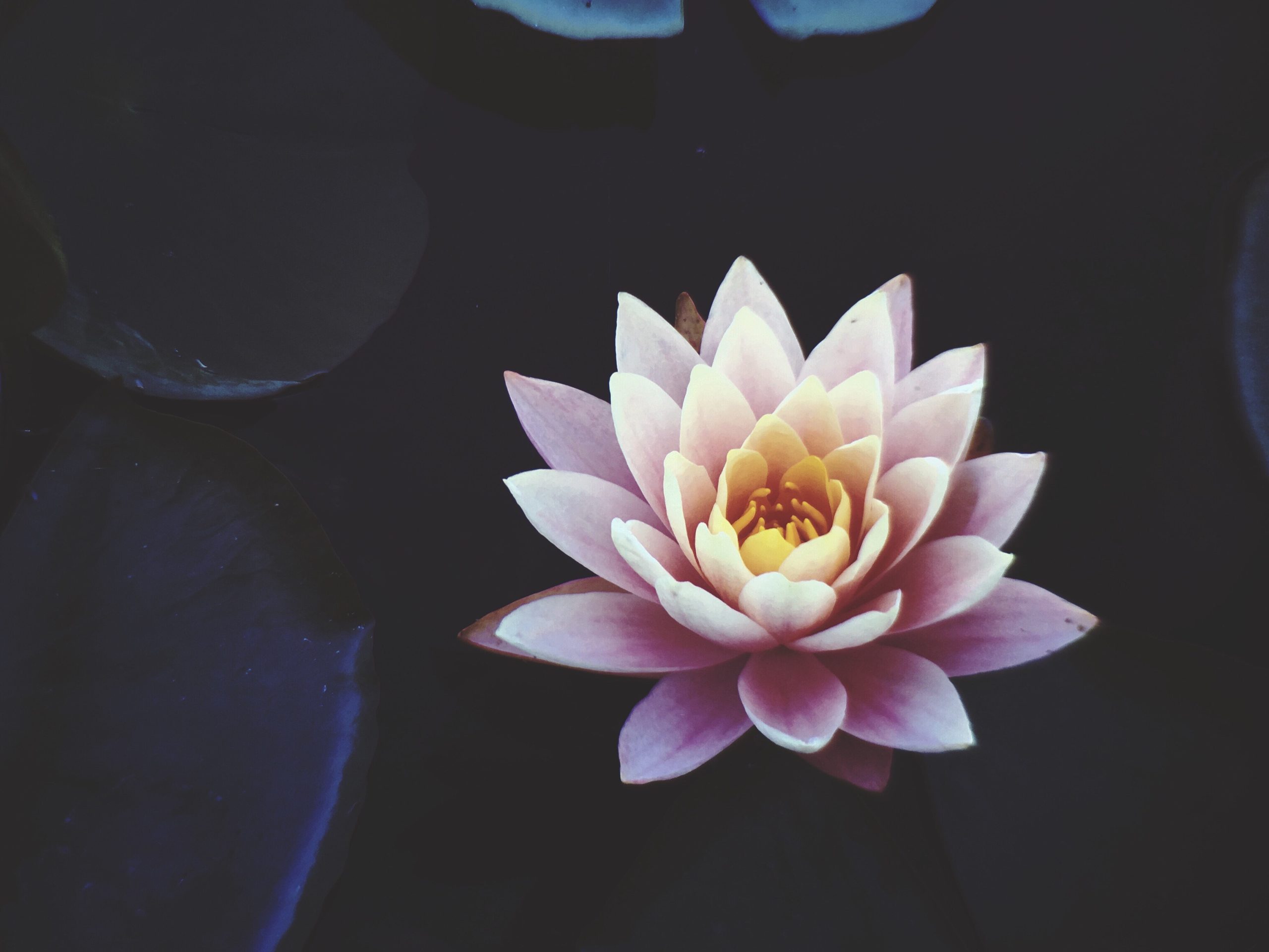 buddhist lotus symbol