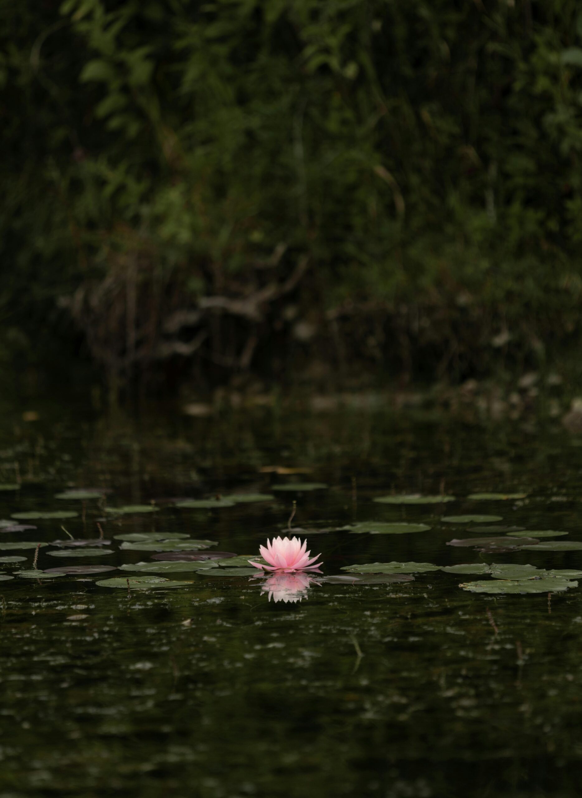 There’s a Reason the Lotus Flower Blooms in Muddy Water | buddhability